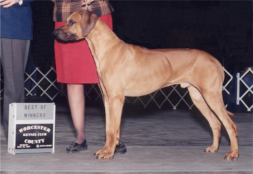 Chico receiving award Best of Winners Worcester County Kennel Club